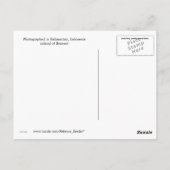 Orangutaanse baby's op Borneo Briefkaart (Achterkant)