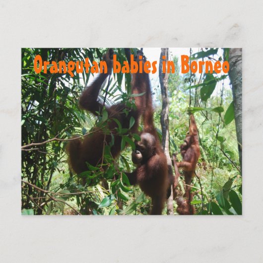 Orangutaanse baby's op Borneo Briefkaart (Voorkant)