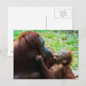 Orangutaanse moeder en baby briefkaart (Voorkant / Achterkant)