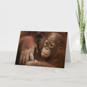 Orangutaanse moeder en Baby in de dierentuin Kaart