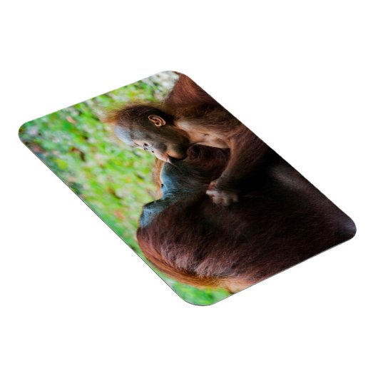 Orangutaanse moeder en baby magneet (Rechterzijde)