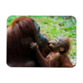 Orangutaanse moeder en baby magneet (Horizontaal)