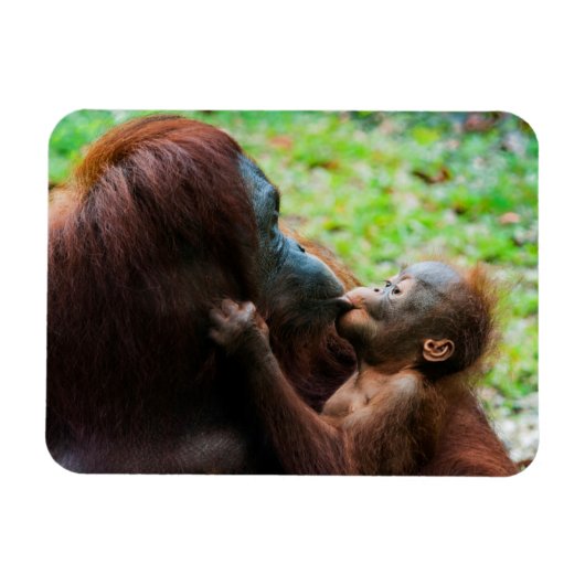 Orangutaanse moeder en baby magneet (Horizontaal)