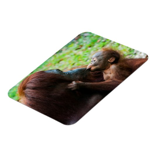 Orangutaanse moeder en baby magneet (Linkerzijde)