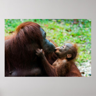 Orangutaanse moeder en baby poster