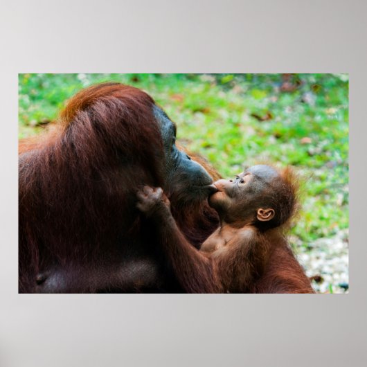 Orangutaanse moeder en baby poster (Voorkant)