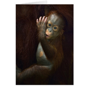 Orangutan