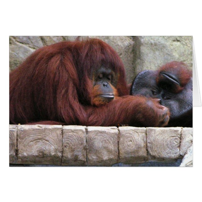 Orangutan (Voorkant Horizontaal)