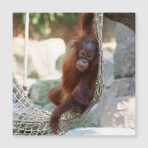 OrangUtan 001