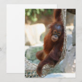 OrangUtan 001 Feestdagenkaart (Voorkant / Achterkant)