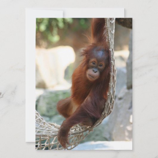 OrangUtan 001 Feestdagenkaart (Voorkant)