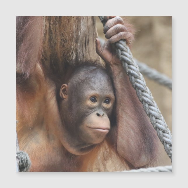 OrangUtan 002 (Voorkant)