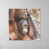 OrangUtan 002 Canvas Afdruk (Voorkant)