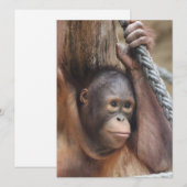 OrangUtan 002 Feestdagenkaart (Voorkant / Achterkant)
