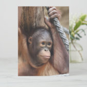 OrangUtan 002 Feestdagenkaart (Staand voorkant)
