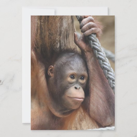 OrangUtan 002 Feestdagenkaart (Voorkant)