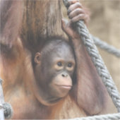 OrangUtan 002 Sticker (Voorkant)