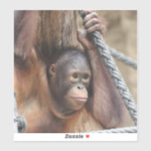 OrangUtan 002 Sticker (Vel)