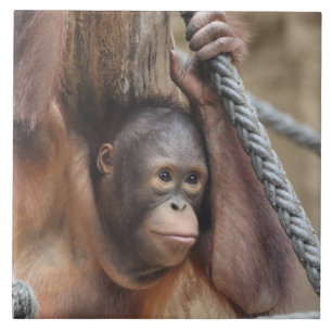 OrangUtan 002 Tegeltje