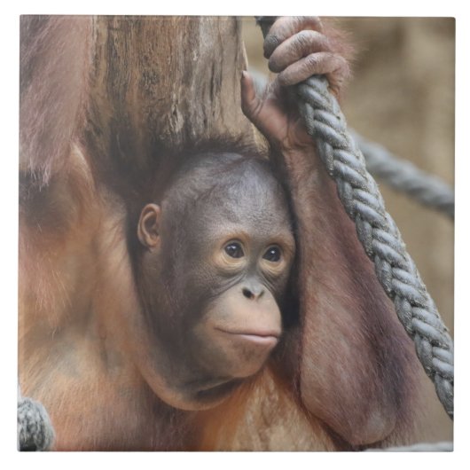 OrangUtan 002 Tegeltje (Voorkant)