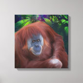 Orangutan 14x14 Stretched Canvas (Voorkant)