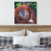 Orangutan 14x14 Stretched Canvas (Insitu (Slaapkamer))