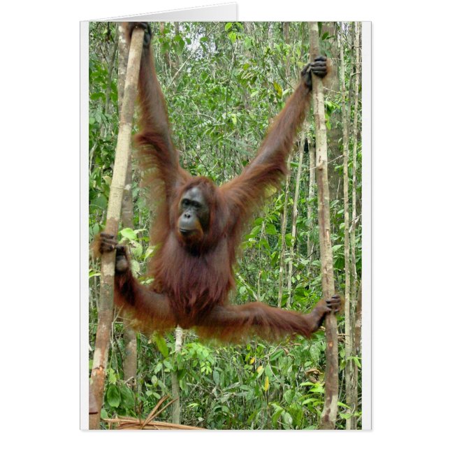 Orangutan a hangin' (Voorkant)