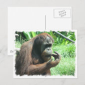 Orangutan Ape Briefkaart (Voorkant / Achterkant)