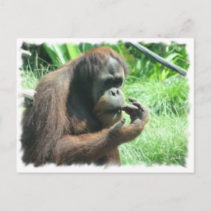 Orangutan Ape Briefkaart