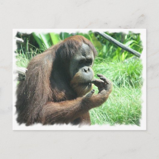 Orangutan Ape Briefkaart (Voorkant)