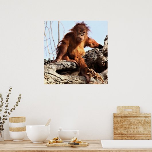 Orangutan Ape Monkey Artwork Foto Poster (Keuken)