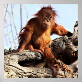 Orangutan Ape Monkey Artwork Foto Poster (Voorkant)
