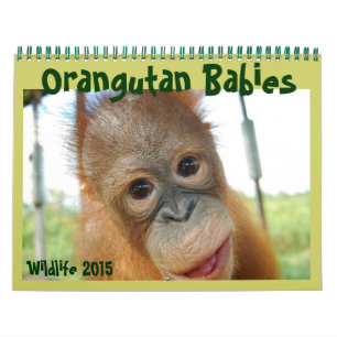 Orangutan Babies Kalender