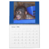 Orangutan Babies Kalender (Jan 2026)
