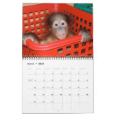 Orangutan Babies Kalender (Mar 2026)