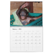 Orangutan Babies Kalender (Feb 2026)