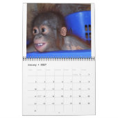 Orangutan Babies Kalender (Jan 2027)