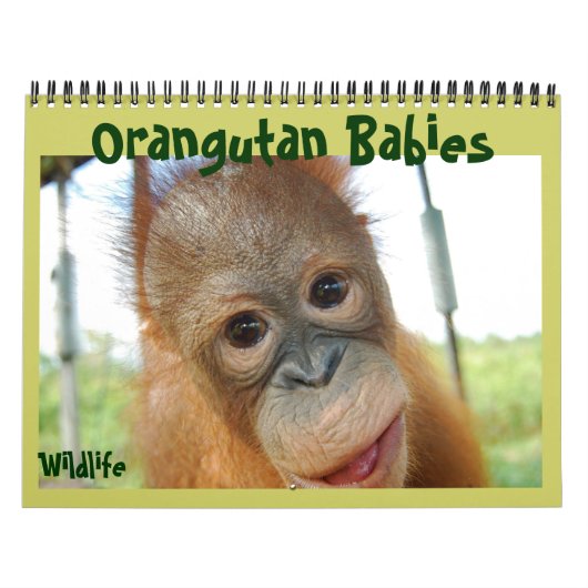 Orangutan Babies Kalender (Hoes)