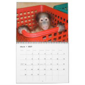 Orangutan Babies Kalender (Mar 2027)