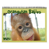 Orangutan Babies Kalender (Hoes)