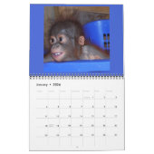 Orangutan Babies Kalender (Jan 2026)