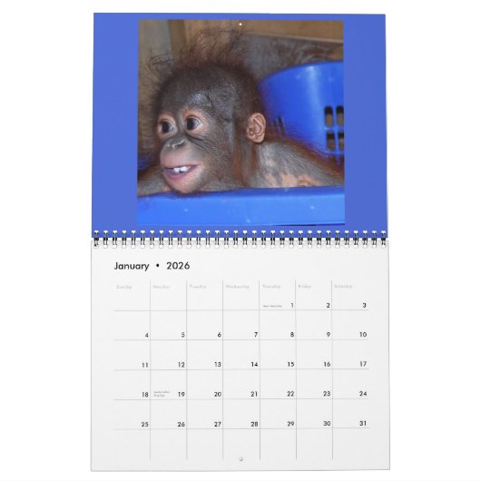 Orangutan Babies Kalender (Jan 2026)