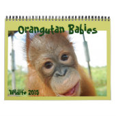Orangutan Babies Kalender (Hoes)