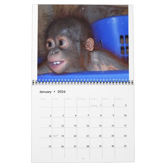 Orangutan Babies Kalender (Jan 2026)