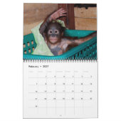 Orangutan Babies Kalender (Feb 2027)
