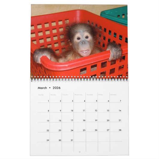 Orangutan Babies Kalender (Mar 2026)