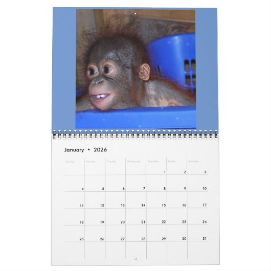 Orangutan Babies Kalender (Jan 2026)