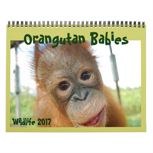 Orangutan Babies Kalender (Hoes)