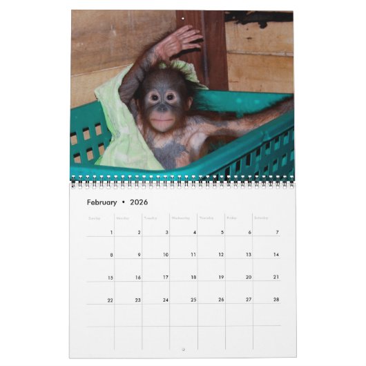 Orangutan Babies Kalender (Feb 2026)