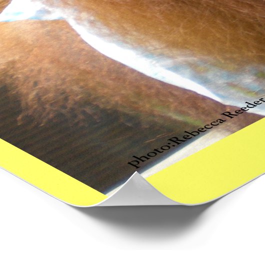 Orangutan Babies Lunch Poster (Hoek)